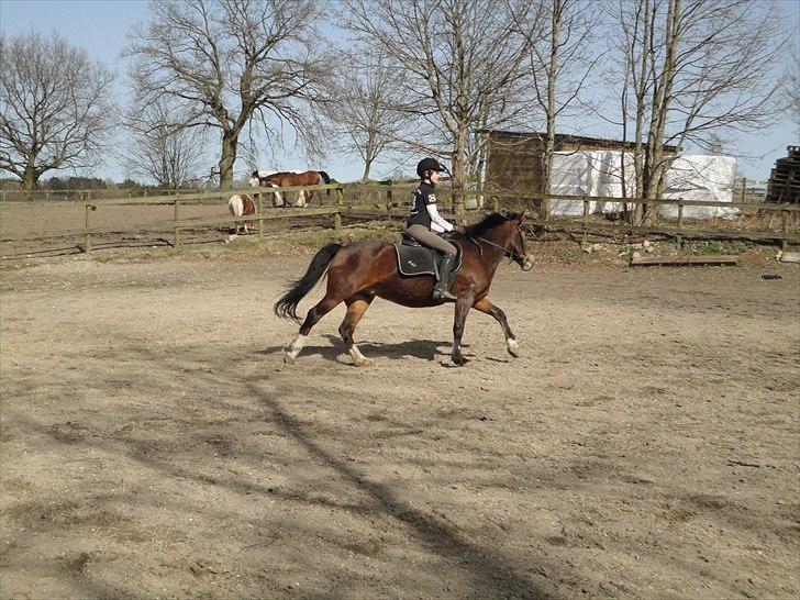 New Forest Mondi Fruedal - hendes første "rigtige" galop i meget lang tid, så hun var frisk<3. billede 11