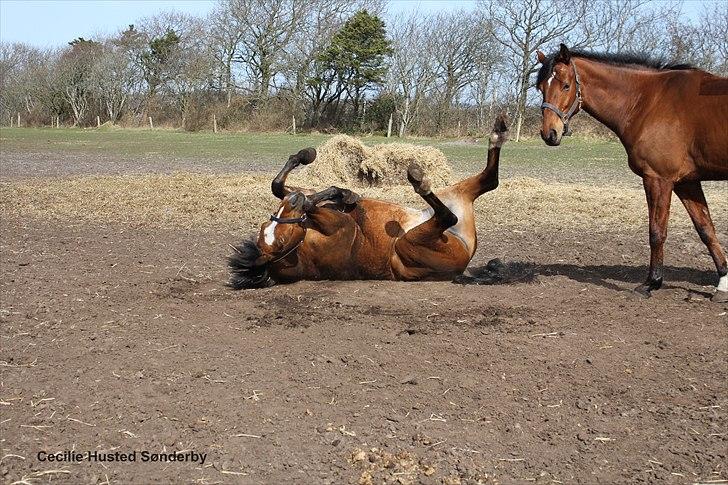 New Forest VESTERGAARDS KICK AND RUN - Foto: Mig billede 20