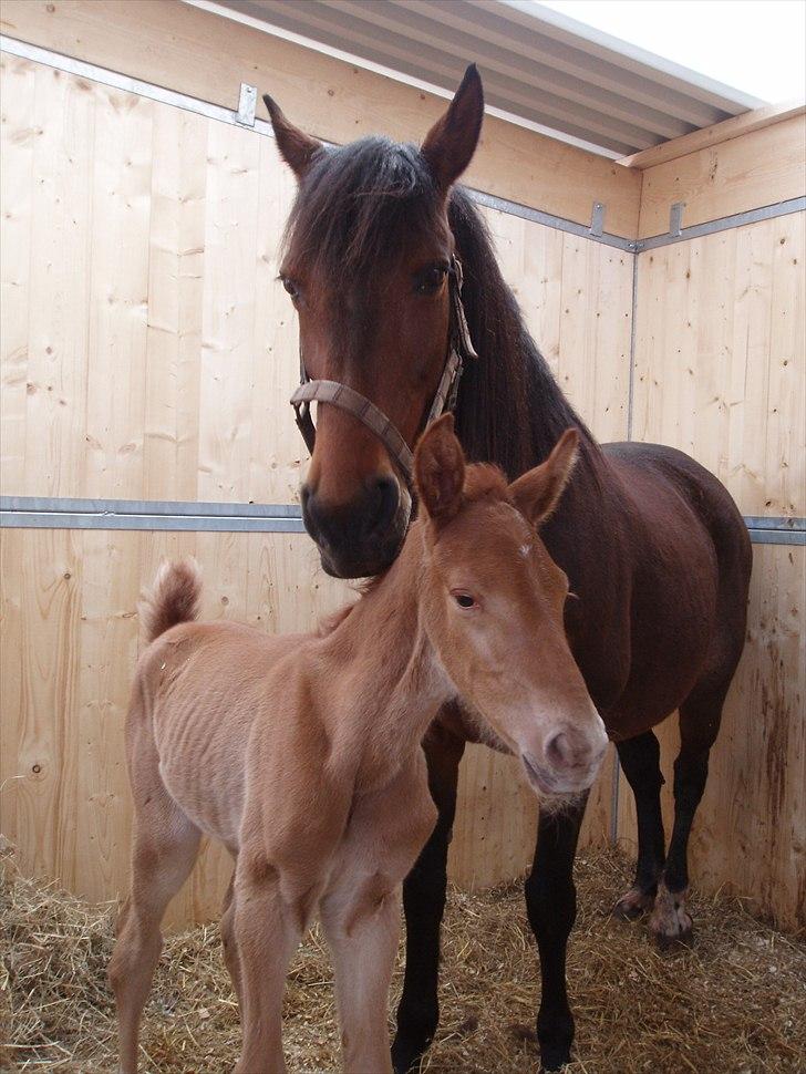 Traver Uno Bounty R.I.P - 1 dag billede 12