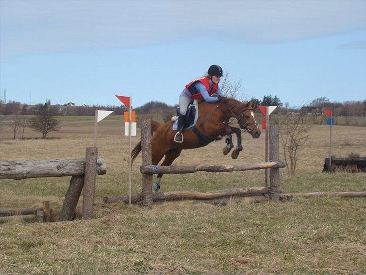 Welsh Pony (sec B) Nancy *Min bedste ven* - Cncp80, dog kun 1/2 miitary, så kun terrændelen, fejlfri på forhindringerne, men 4 fejl på tid, fordi hun ikke er blevet redet i lang tid. Af Line Mogensen billede 18