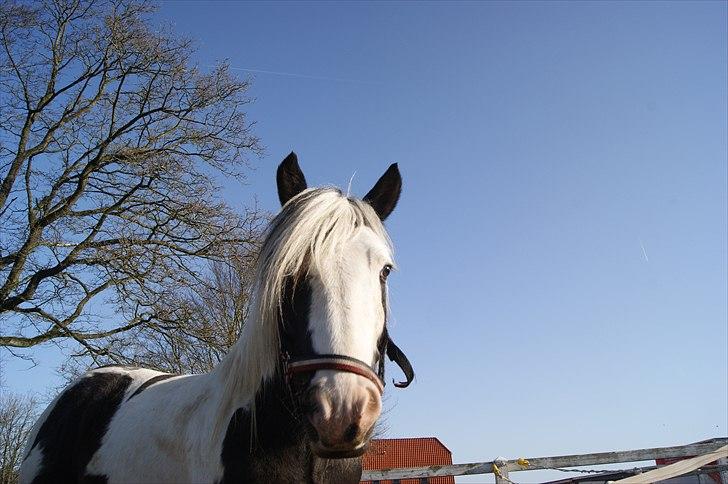 Irish Cob cronos regius (R.I.P) billede 8