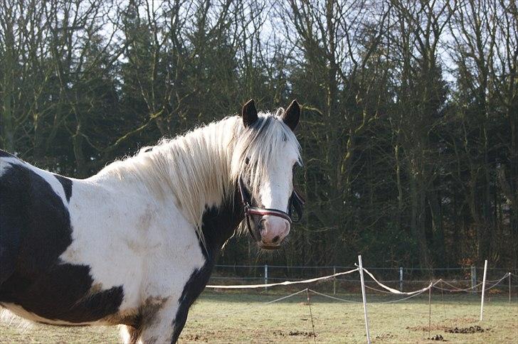 Irish Cob cronos regius (R.I.P) billede 10