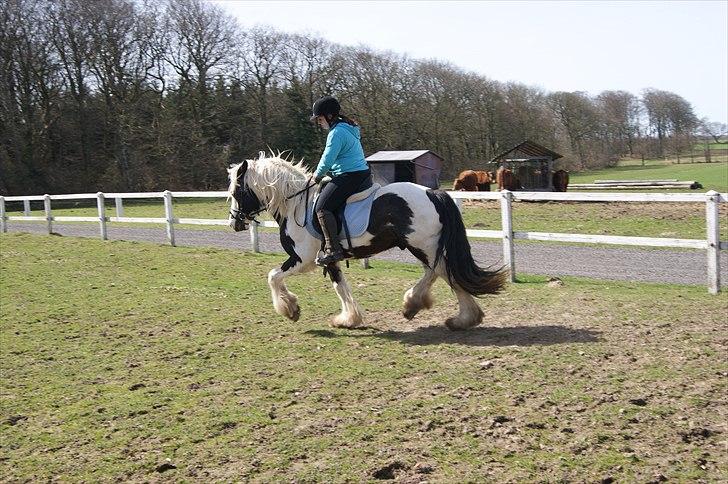Irish Cob cronos regius (R.I.P) billede 14