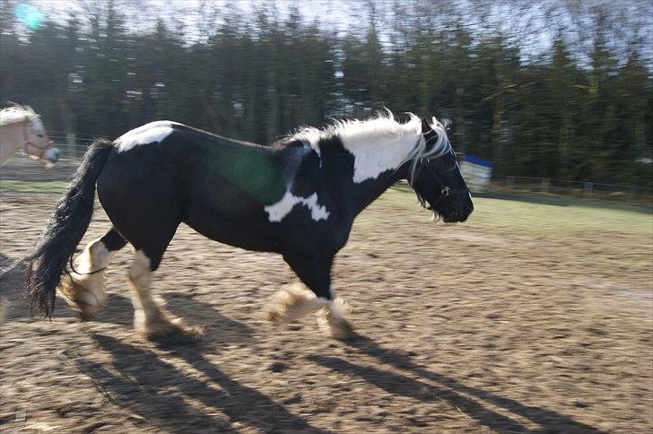 Irish Cob Sandra(R.I.P) billede 15