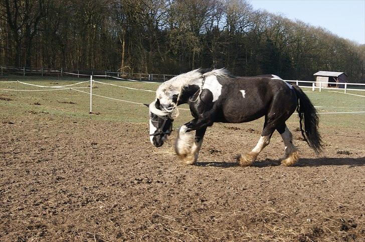 Irish Cob Sandra(R.I.P) billede 16