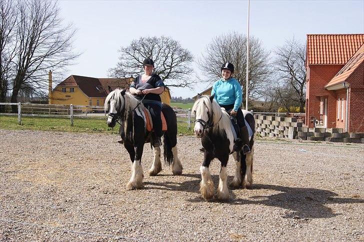 Irish Cob Sandra(R.I.P) billede 4
