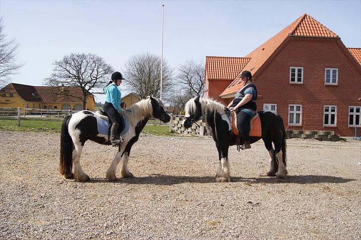 Irish Cob Sandra(R.I.P) billede 17