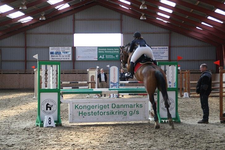 Dansk Varmblod Cias Moonlight - Distriktsstævne i Hylke den 9 april 2011 - ULB* hvor ligger hun godt over her. Foto: Mille  billede 16