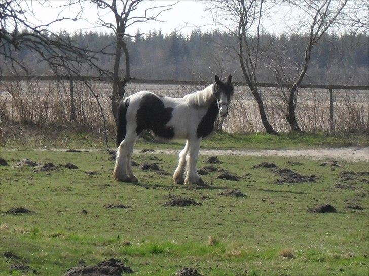 Tinker Sir Bjørn HINGST - 10/4-2011 billede 15