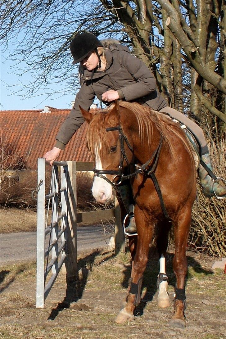 Arabisk fuldblod (OX) TA Wahir ibn Hafez  - Marts 2011 - Wahir kan hjælpe med at åbne led. :) billede 14