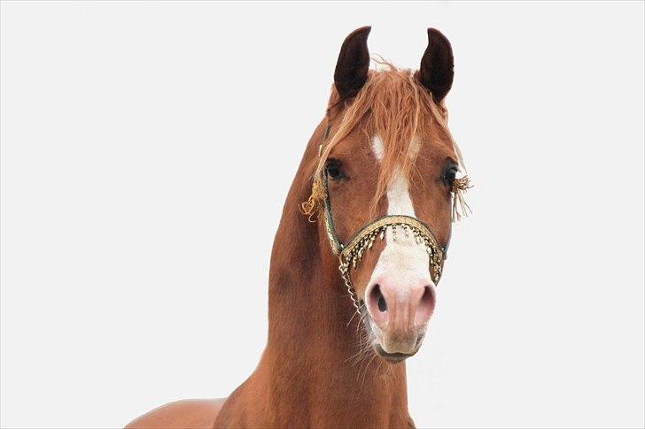 Arabisk fuldblod (OX) TA Wahir ibn Hafez  - Smukke Wahir. Marts 2011. Foto: Simone Nedergaard billede 18