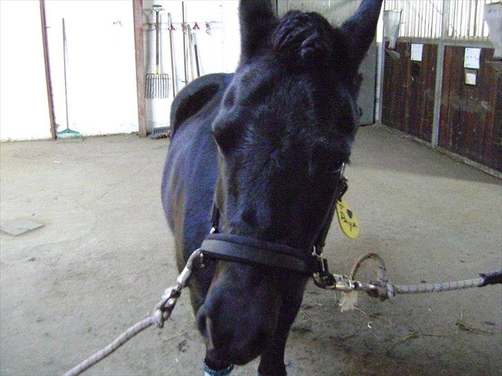 Welsh Pony (sec B) Papaya *R.I.P* - Paya er snart klar til stævne :D <3
Foto: Min far billede 4