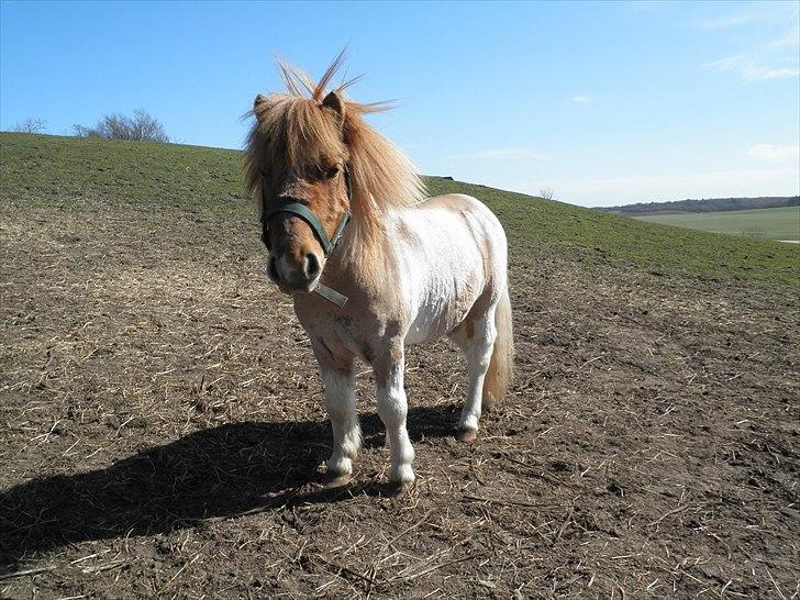 Shetlænder Nuggi *SOLGT* billede 2