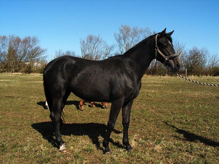 Dansk Varmblod Donna Castalina -solgt - 11/04/11 billede 18