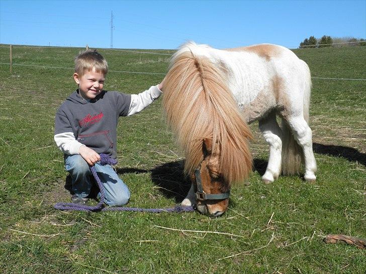 Shetlænder Nuggi *SOLGT* - Nuggi & Jonas :) billede 3
