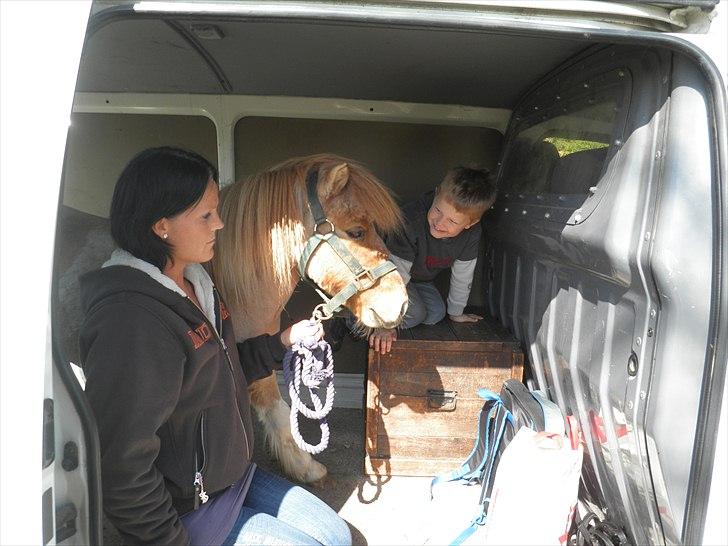 Shetlænder Nuggi *SOLGT* - Vi hentede ham i vores Hi-Ace :) Han sprang lige op og sprang selv ud igen ;) billede 4