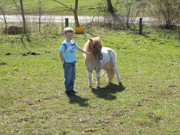 Shetlænder Nuggi *SOLGT* billede 5