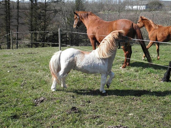 Shetlænder Nuggi *SOLGT* billede 6