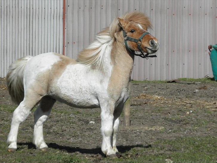 Shetlænder Nuggi *SOLGT* - Her er jeg i fuld version..!! :D billede 7