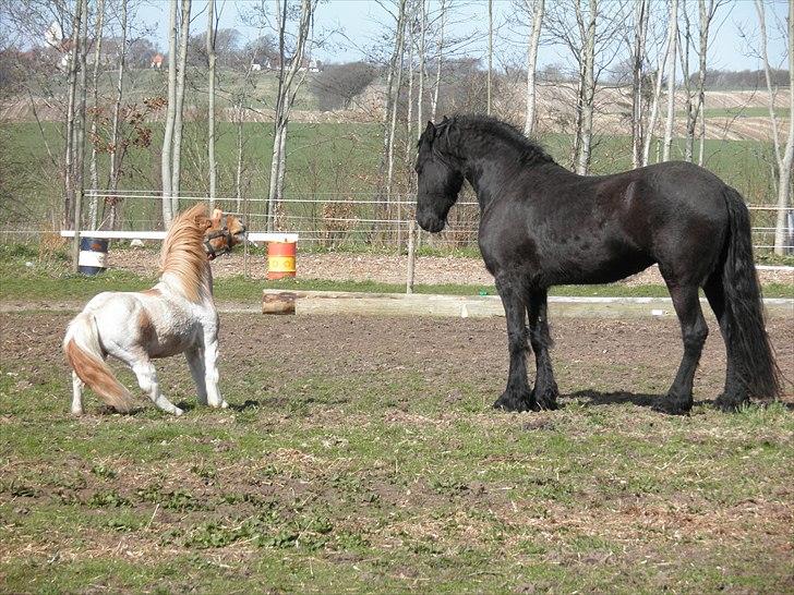 Shetlænder Nuggi *SOLGT* - Skriiiiid den store sorte ting..!!! :P billede 8