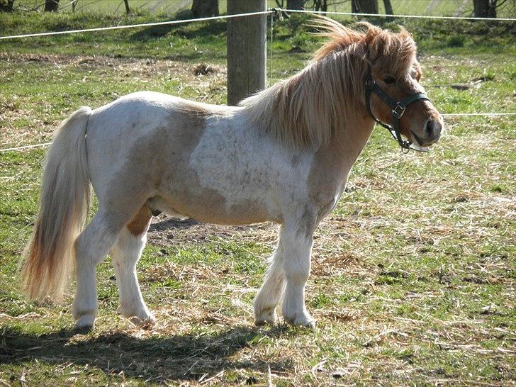 Shetlænder Nuggi *SOLGT* billede 9