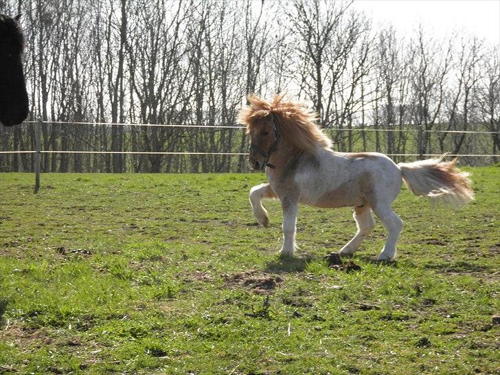 Shetlænder Nuggi *SOLGT* - Jo jo han lød som en gal gris og svingede rundt med alle ben, vildt svær at fange på et kamera ;) billede 10