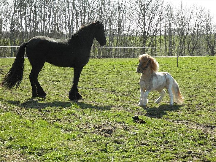 Shetlænder Nuggi *SOLGT* billede 11