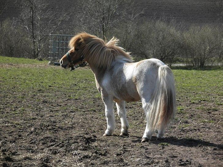 Shetlænder Nuggi *SOLGT* billede 12