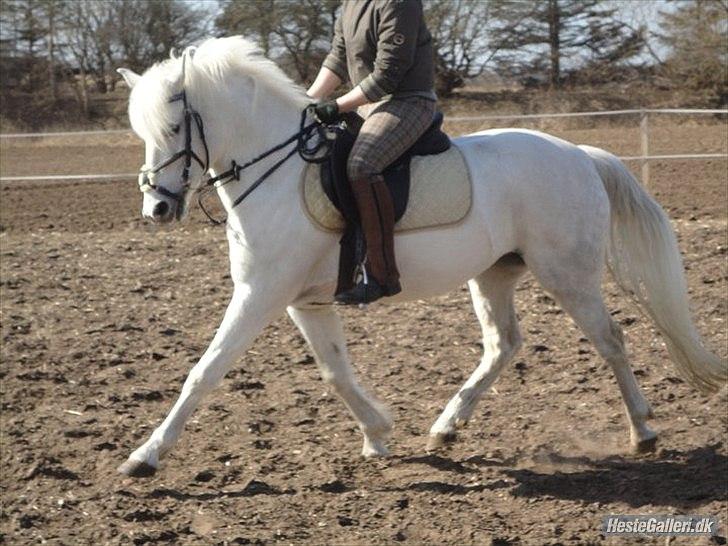 Anden særlig race Joy (Solgt) - Billed 5 
- Dressur træning billede 5