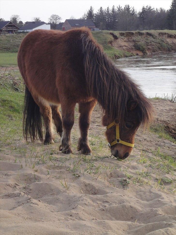 Shetlænder Nederbygårdens Junior. - velkommen til juniors profil :-)) billede 1
