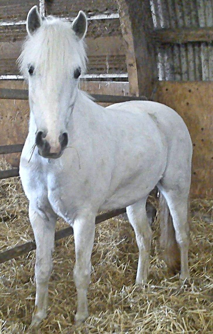 Anden særlig race Joy (Solgt) - Billed 14 
- Prinsesse? Du er på alle kanter perfekt, hvis man bare er lidt i dårligt humør og endelig ikke helt lyst til og ride. Så fortryder man det ihvertfald ikke efter man har gjort det! Du kan få mig op når jeg er nede.... billede 13