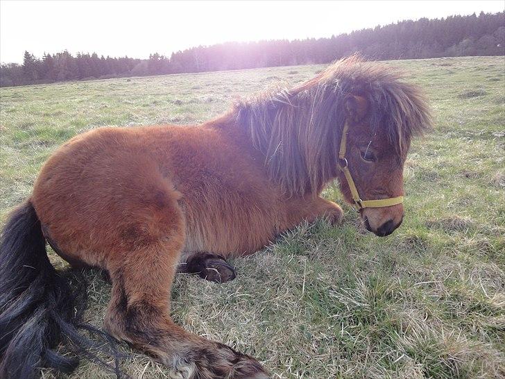 Shetlænder Nederbygårdens Junior. billede 2