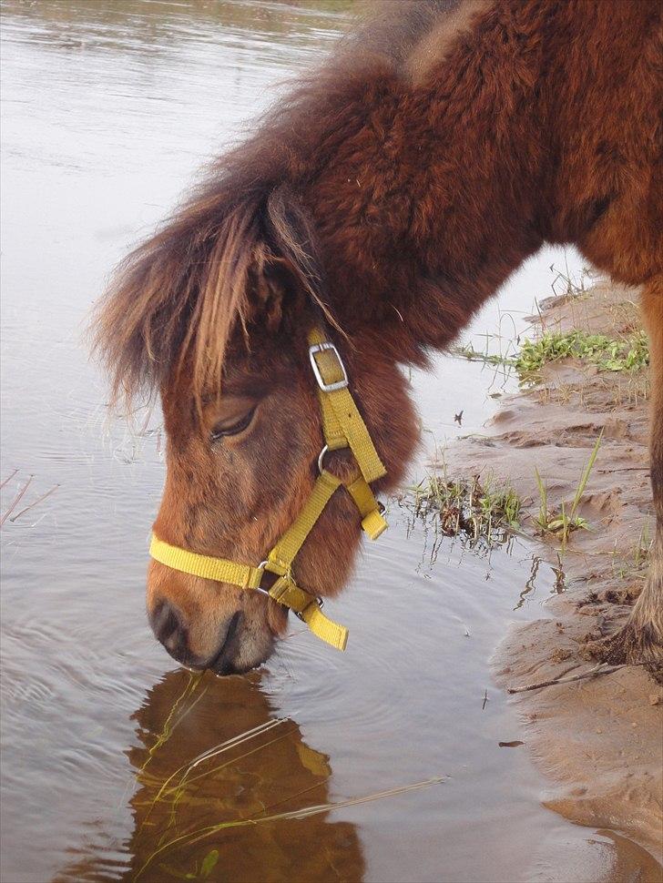 Shetlænder Nederbygårdens Junior. billede 3
