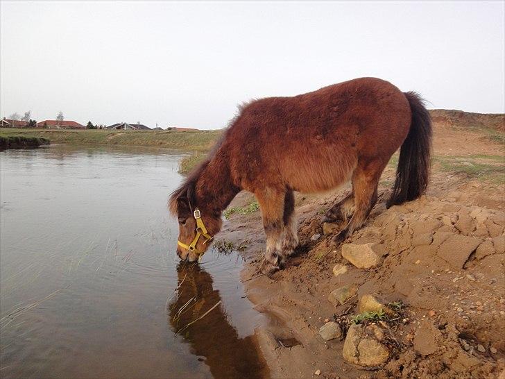 Shetlænder Nederbygårdens Junior. billede 4