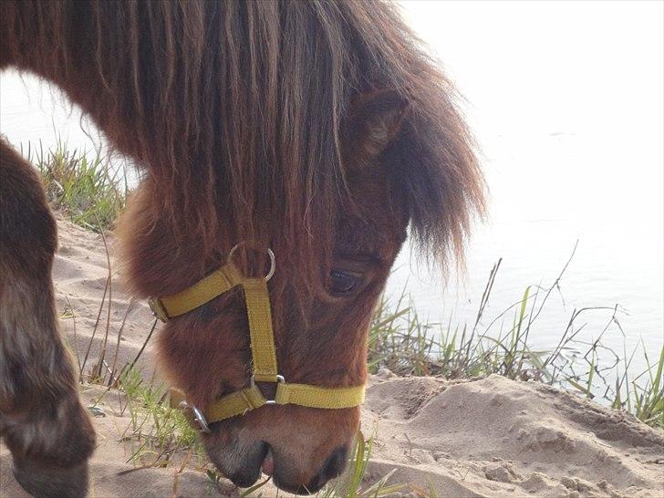 Shetlænder Nederbygårdens Junior. billede 5