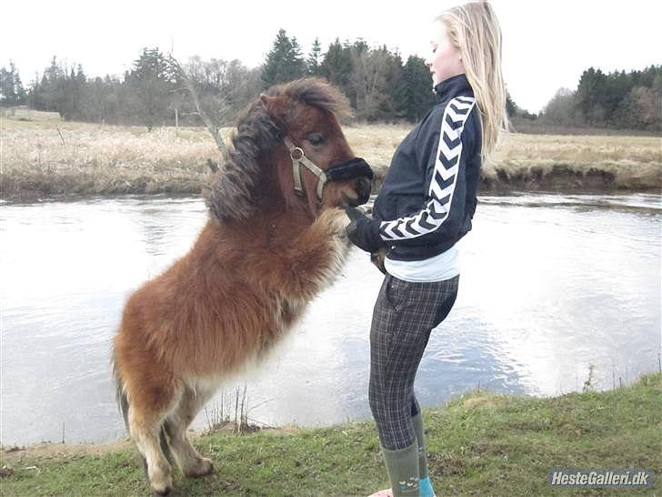 Shetlænder Nederbygårdens Junior. billede 6