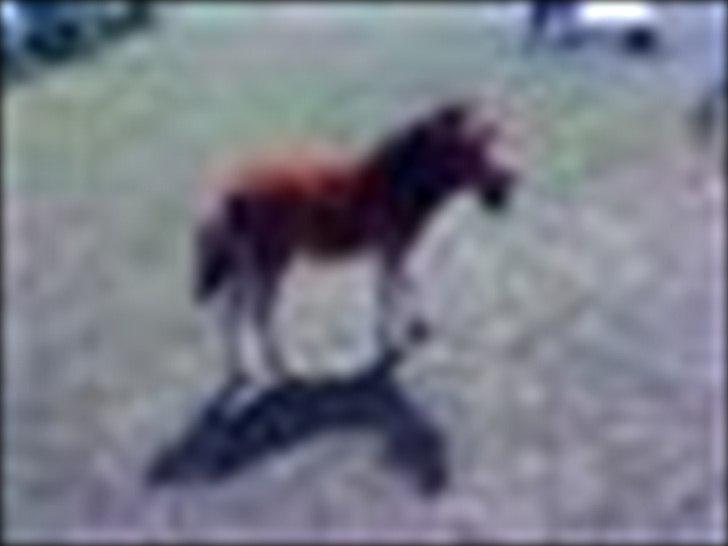 Shetlænder Nederbygårdens Junior. - JUNIOR SOM FØL -1 uge gammel <3 billede 7