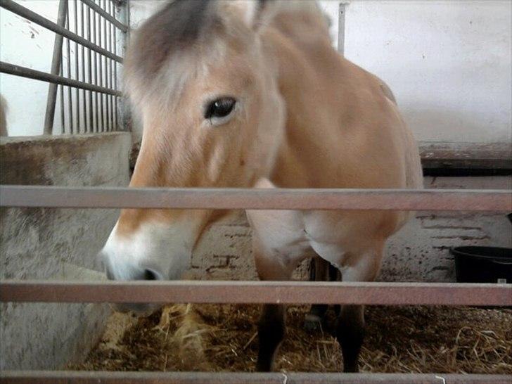 Fjordhest Stella<3 (Part)  - Smukke og dejligste stella billede 6
