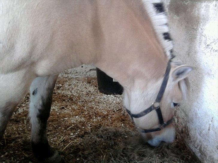 Fjordhest Stella<3 (Part)  - spise spise spise billede 7