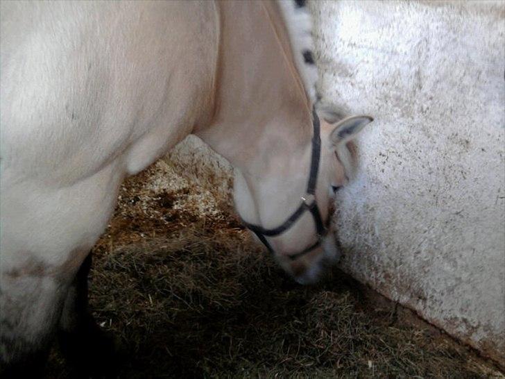 Fjordhest Stella<3 (Part)  - nam nam billede 8