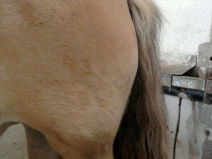 Fjordhest Stella<3 (Part)  - Meget utydeligt brandmærke  billede 9