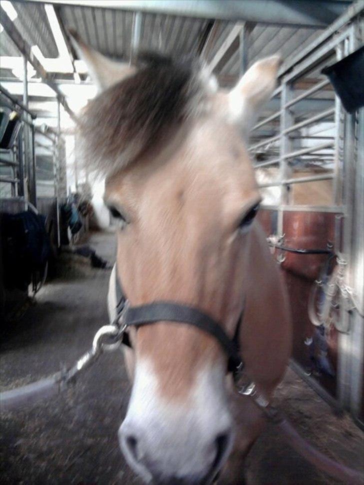 Fjordhest Stella<3 (Part)  - I am a popstar :D billede 10