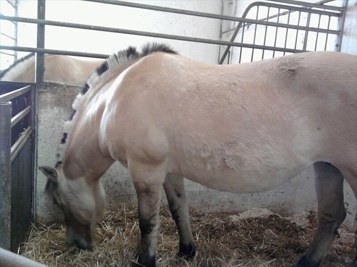 Fjordhest Stella<3 (Part)  - Har i værdifald fundet ud af at hun er meget madglad billede 12