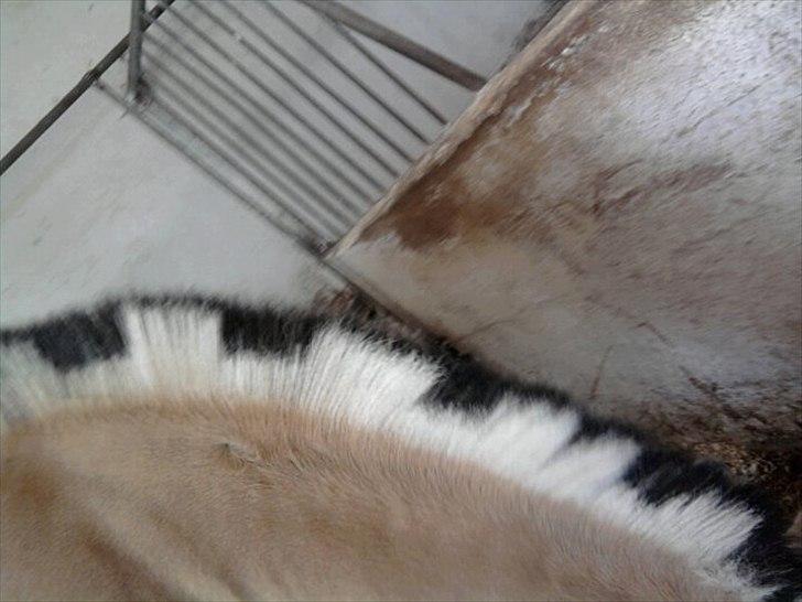 Fjordhest Stella<3 (Part)  - Hendes flotte man billede 13