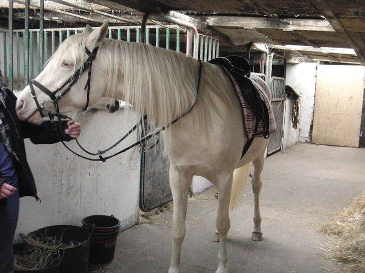 Palomino Sepstrups Groovy Day - Og nu har hun også prøvet at have sadel på :-) Ikke noget særligt synes hun billede 19