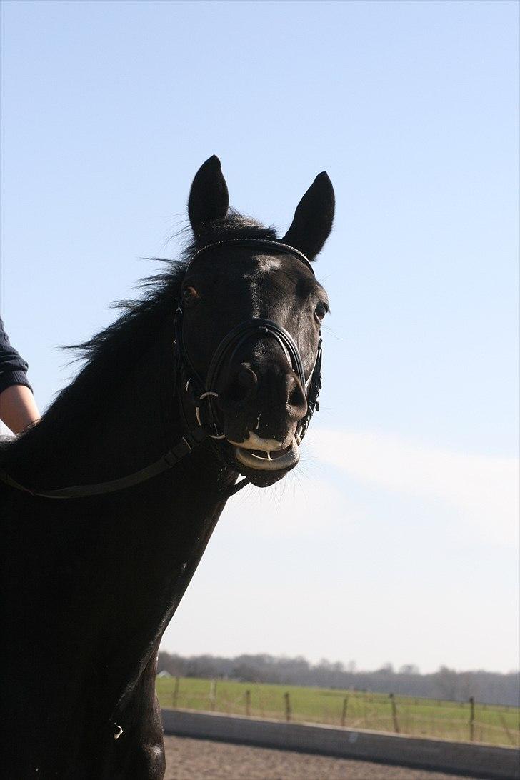 Trakehner Hooligan billede 18