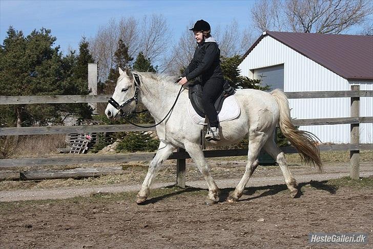 Pinto Rollo | Savnet & elsket foraltid | - 10.  En super lækker trav fra en af vores første gange sammen :D En magisk tid :') Foto: Signe. billede 10