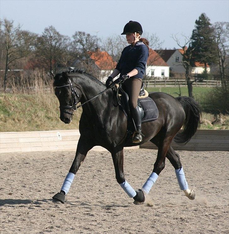 Trakehner Hooligan billede 19