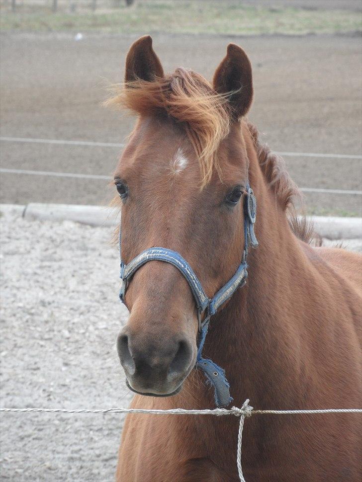 Anden særlig race Mr. Balisto - En rigtig fotomodel har vind i håret:-) billede 13