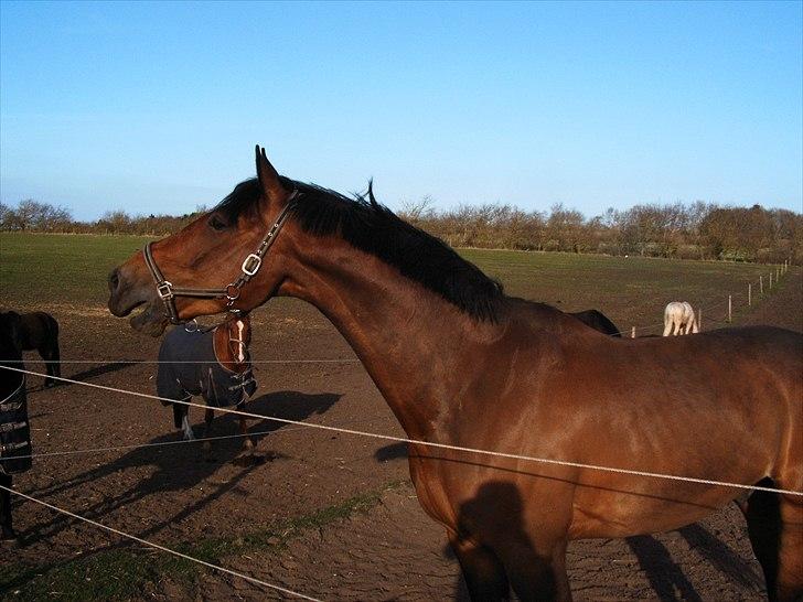 Dansk Varmblod Falcon Hardsyssel - Solgt - bassemanden savnede sin kæreste  billede 17